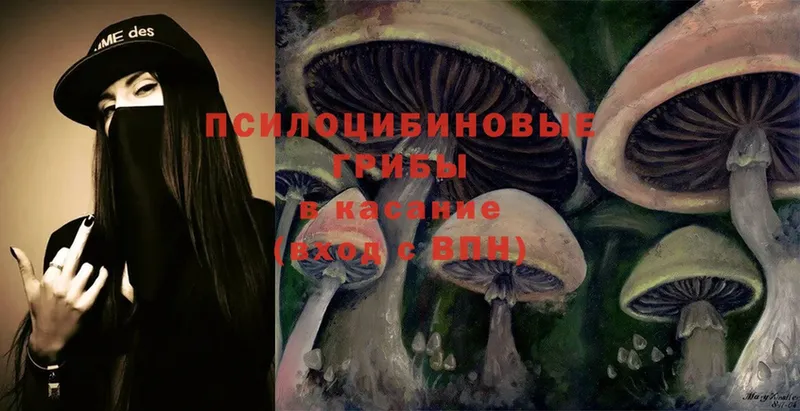 Галлюциногенные грибы Psilocybine cubensis  Выборг 